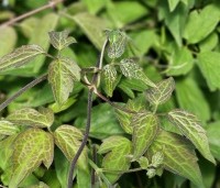 Clematis montana 'Grandiflora' - Bosrank 'Grandiflora' - 1