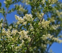 Ligustrum ovalifolium - Haagliguster - 5