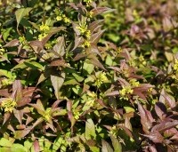 Diervilla splendens - Diervilla - 3