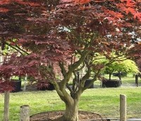 Acer palmatum 'Sumi-Nagashi' - Japanse Esdoorn 'Sumi-Nagashi' - 2