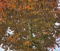 Fagus sylvatica 'Atropunicea' - Rode beuk - 1