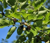 Morus nigra - Zwarte moerbei - 6