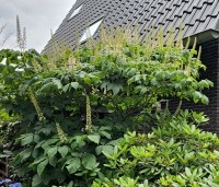 Aesculus parviflora - Herfstpaardenkastanje - 1