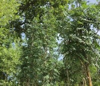 Sorbus aucuparia 'Edulis' - Meelbes - 6