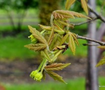 Acer griseum bloei en uitloop blad in het voorjaar