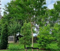 Lagerstroemia indica