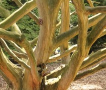 Taxus baccata / Venijnboom, struikvorm