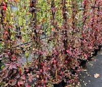 Trachelospermum jasminoides - Toscaanse jasmijn - herfstkleuren