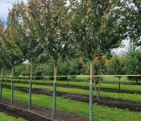 Acer rubrum 'Summer Red'  - Amerikaanse Esdoorn - 2