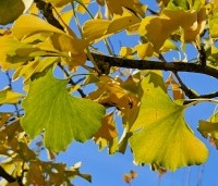 Ginkgo biloba - Japanse Notenboom - 2