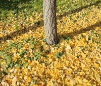 Ginkgo biloba - Japanse Notenboom - 1