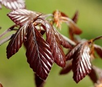 Fagus sylvatica 'Purple Fountain' - Rode treurbeuk 'Purple Fountain' - jong blad in het voorjaar