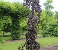 Fagus sylvatica 'Purple Fountain' - Rode treurbeuk 'Purple Fountain' - kwekerij