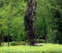Fagus sylvatica 'Purple Fountain' - Rode treurbeuk 'Purple Fountain' - mei