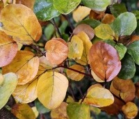 Fagus sylvatica 'Rotundifolia' - Rondbladige dwergbeuk - 3