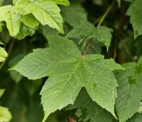 Acer pseud. 'Brilliantissimum' - Bolesdoorn - 1