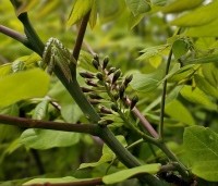 Gymnocladus dioica - Doodsbeenderenboom - 4