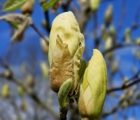 Magnolia brooklynensis 'Elizabeth' - Magnolia brooklynensis 'Elizabeth' - 2