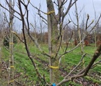 Magnolia soulangeana 'Lennei' - Beverboom - winterbeeld hoogstam boompje