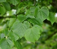 Tilia cordata - Winterlinde - 1