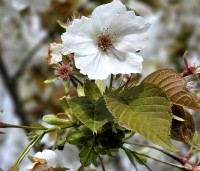 Prunus serrulata 'Tai Haku' - Reuzen sierkers - 2