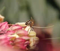 Clerodendrum