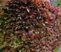 Fagus sylvatica 'Atropunicea' - Rode beuk - 3