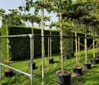 Liquidambar styraciflua 'Worplesdon' - Amberboom en overige dakvormen kwekerij Ten Hoven Bomen najaar 2023