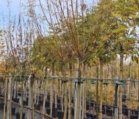 Salix alba - Schietwilg - hoogstam knotwilg