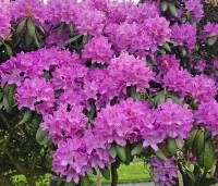 Rhododendron 'Roseum Elegans' - Rododendron 'Roseum Elegans' - 1