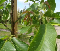 Juglans regia 'Broadview'