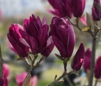 Magnolia 'Starburst' - Magnolia 'Starburst' - 1