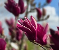 Magnolia 'Starburst' - Magnolia 'Starburst' - 5