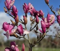 Magnolia 'Starburst' - Magnolia 'Starburst' - 3