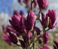 Magnolia 'Starburst' - Magnolia 'Starburst' - 4