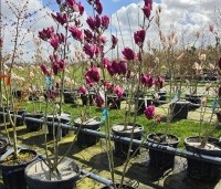 Magnolia 'Starburst' - Magnolia 'Starburst' - 2