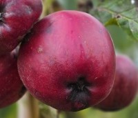 Malus dom. 'Gala' - Malus dom. 'Gala' - 3