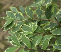 Weigela florida 'Nana Variegata' - Weigela 'Nana Variegata' - 2