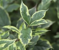 Weigela florida 'Nana Variegata' - Weigela 'Nana Variegata' - 3