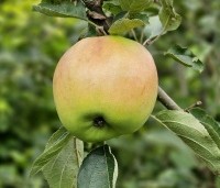 Malus dom. 'Notarisappel' - Malus dom. 'Notarisappel' - augustus.  rijping in september