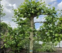 Platanus hispanica - Plataan - 1