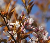 Amelanchier arborea 'Robin Hill' - Amerikaans krentenboompje - 6