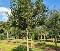 Malus domestica 'Laxton's Superba'