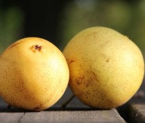 Pyrus pyrifolia 'Kosui'