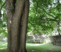 Tilia x europaea 'Euchlora'