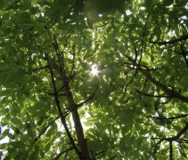 Fraxinus excelsior 'Jaspidea'