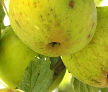 Malus domestica 