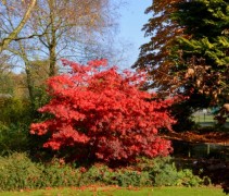 Acer Palmatum 