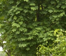 Noorse Esdoorn bladerendek