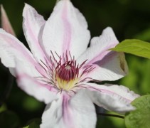 Clematis 'Comtesse de Bouchaud'